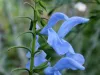 salvia-patens-dwarf-patio-sky-blue
